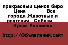 прекрасный щенок биро › Цена ­ 20 000 - Все города Животные и растения » Собаки   . Крым,Украинка